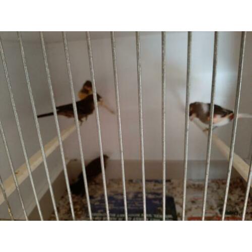 harlekijn kanaries 7 stuks en 2 roodmussen poppen