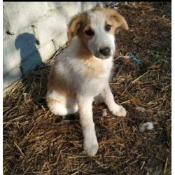 Knuffelige en sociale pup Goldy