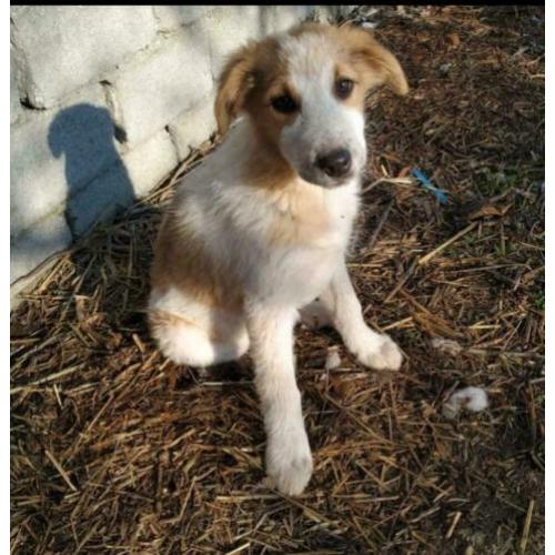 Knuffelige en sociale pup Goldy