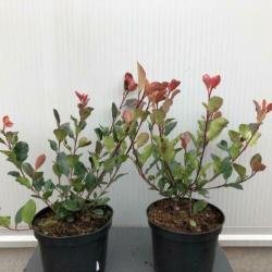 Glansmispel, Photinia fraseri ‘Little Red Robin