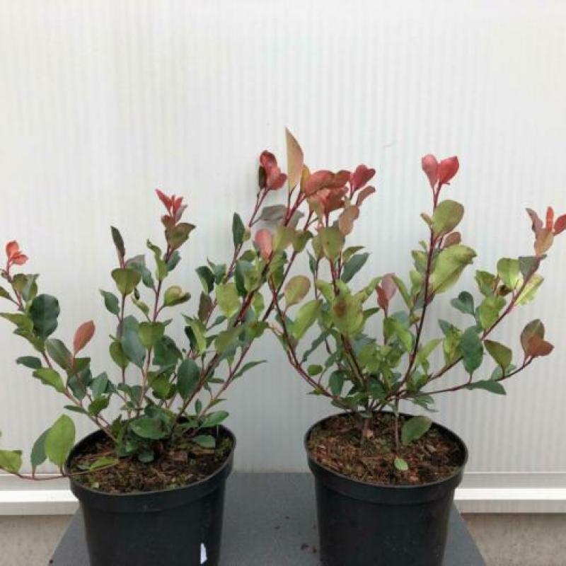 Glansmispel, Photinia fraseri ‘Little Red Robin