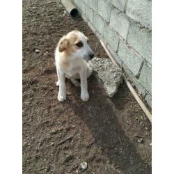 Knuffelige en sociale pup Goldy
