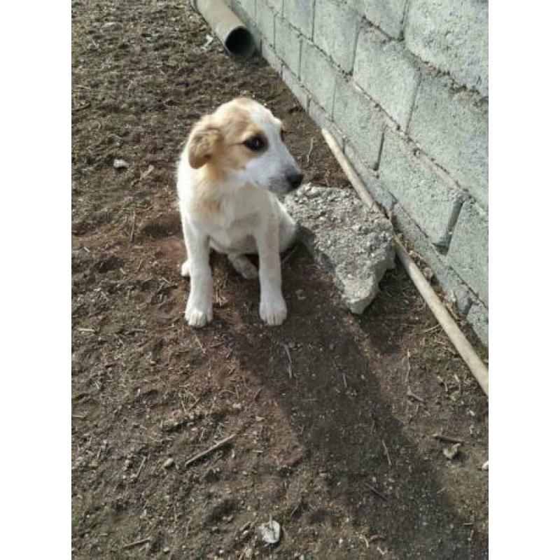 Knuffelige en sociale pup Goldy