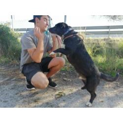 Yeiko klein reutje kruising schnauzer