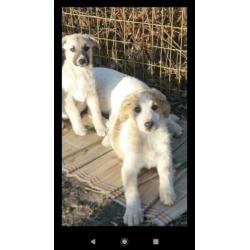 Knuffelige en sociale pup Goldy