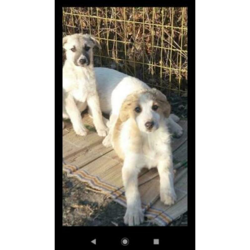 Knuffelige en sociale pup Goldy