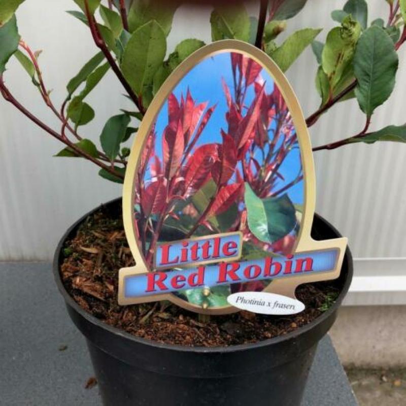 Glansmispel, Photinia fraseri ‘Little Red Robin
