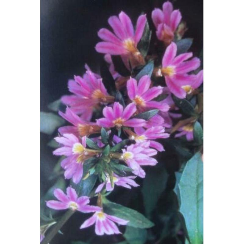 DE MOOISTE PLANTEN VOOR DE TUIN * Hermine van Wyhe - Ruys *