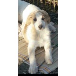 Knuffelige en sociale pup Goldy