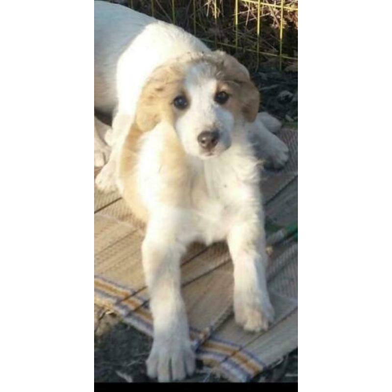 Knuffelige en sociale pup Goldy