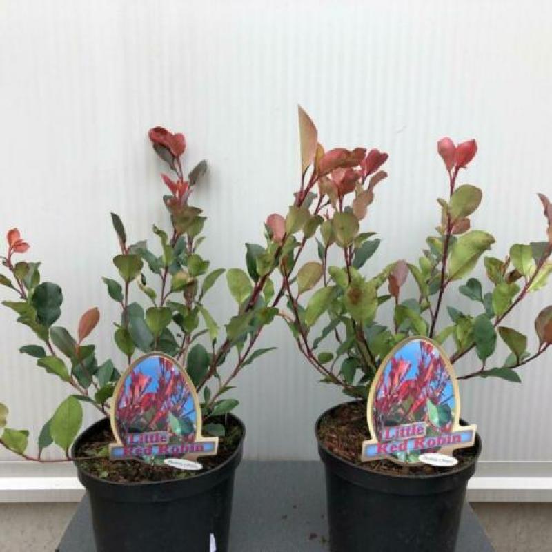 Glansmispel, Photinia fraseri ‘Little Red Robin