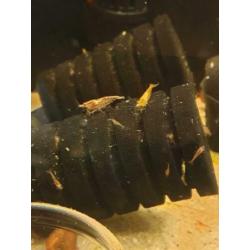 uitgeselecteerde garnalen neocaridina