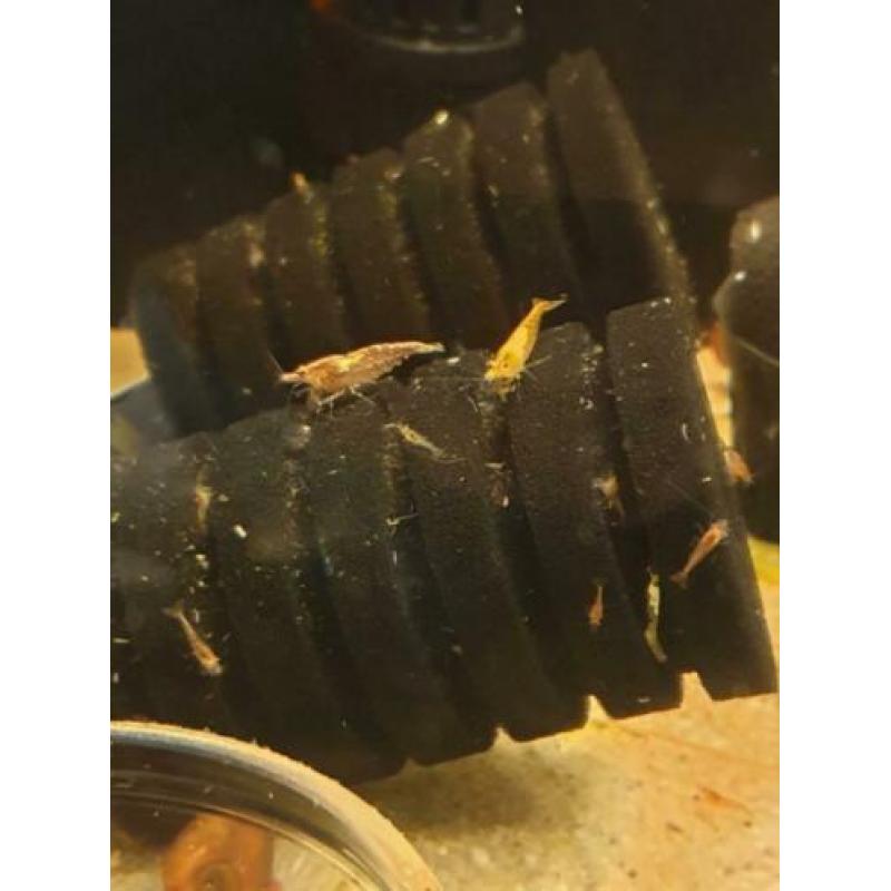 uitgeselecteerde garnalen neocaridina