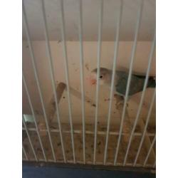 Fischerie Blauw opaline