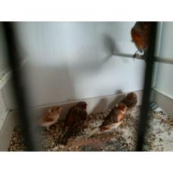 harlekijn kanaries 7 stuks en 2 roodmussen poppen