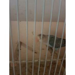 Fischerie Blauw opaline