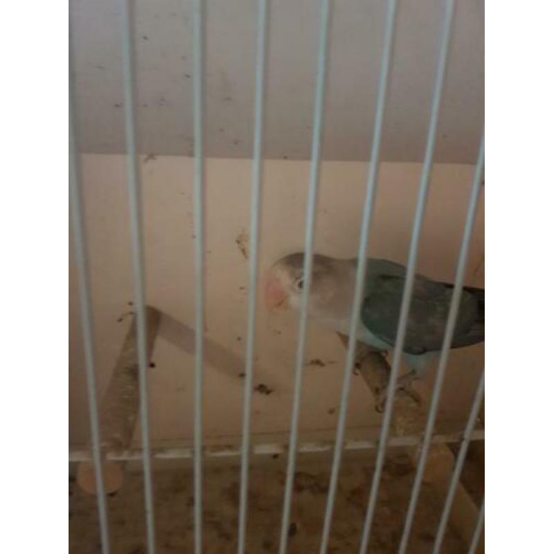 Fischerie Blauw opaline