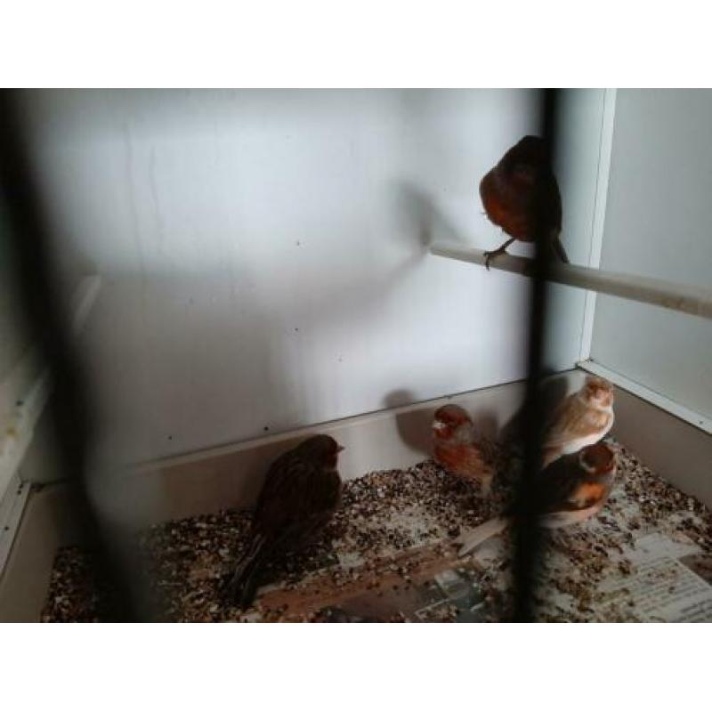 harlekijn kanaries 7 stuks en 2 roodmussen poppen