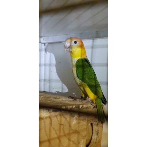 Roestkop caique natuurbroed 2019