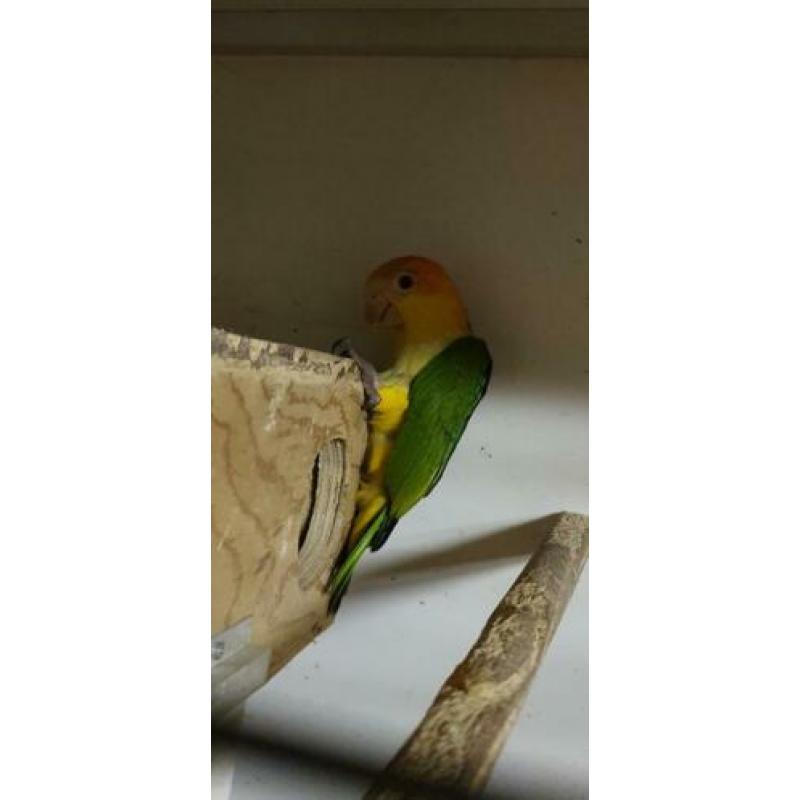 Roestkop caique natuurbroed 2019