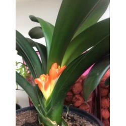 Bloeiende Clivia plant.