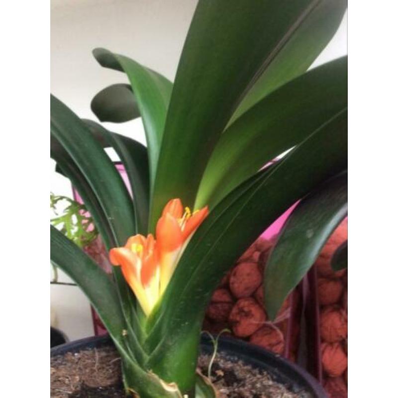 Bloeiende Clivia plant.