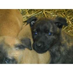 Te koop Hollandse/Mechelse herder pups