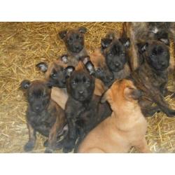 Te koop Hollandse/Mechelse herder pups