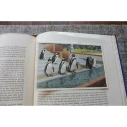 APEN en HOEFDIEREN in ARTIS. 1940 VERKADE album.
