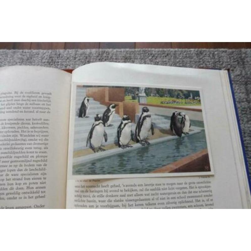 APEN en HOEFDIEREN in ARTIS. 1940 VERKADE album.