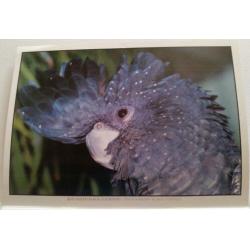 Australian Birds Calendar 2003