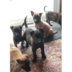 Te koop Hollandse/Mechelse herder pups