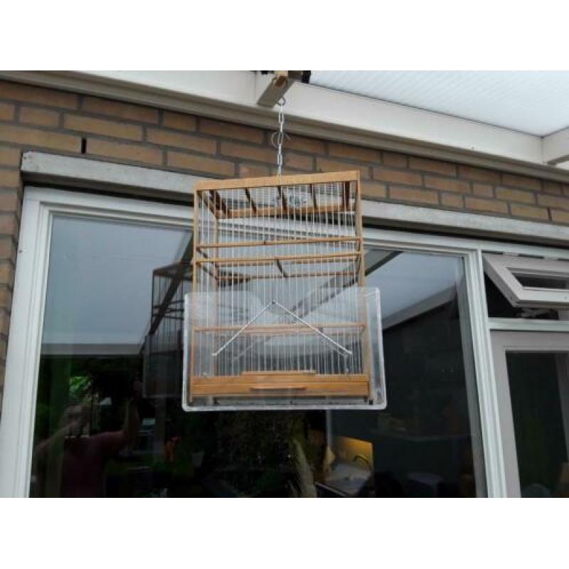 Harlekijn kanarie man e.t.w. Met zang kooi