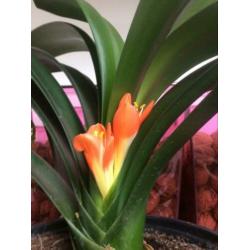 Bloeiende Clivia plant.