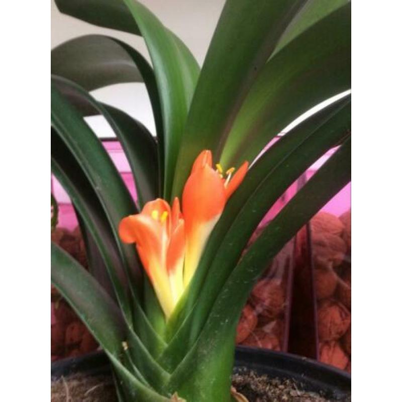 Bloeiende Clivia plant.