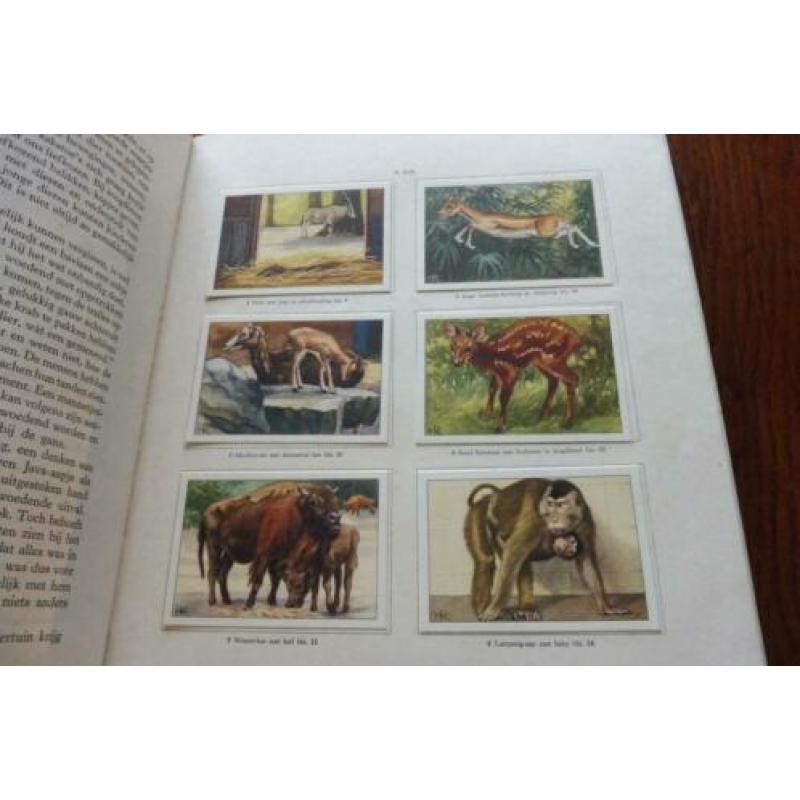 APEN en HOEFDIEREN in ARTIS. 1940 VERKADE album.