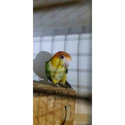 Roestkop caique natuurbroed 2019