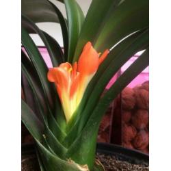 Bloeiende Clivia plant.