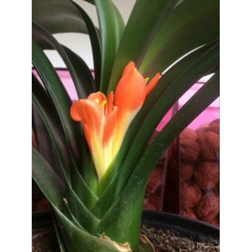 Bloeiende Clivia plant.