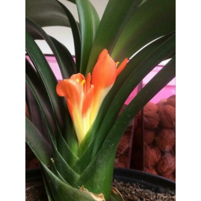 Bloeiende Clivia plant.