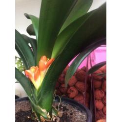 Bloeiende Clivia plant.