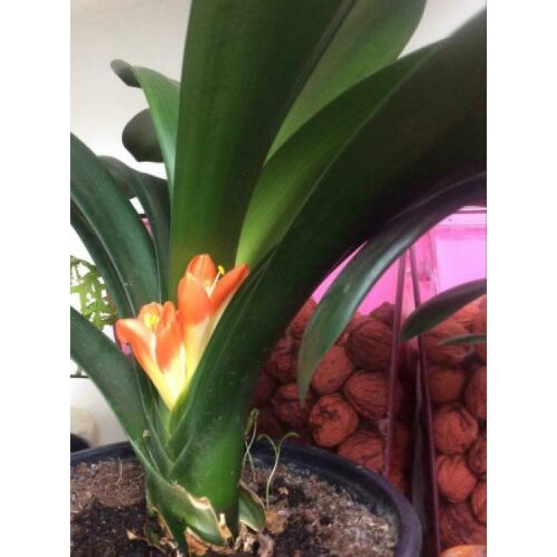 Bloeiende Clivia plant.