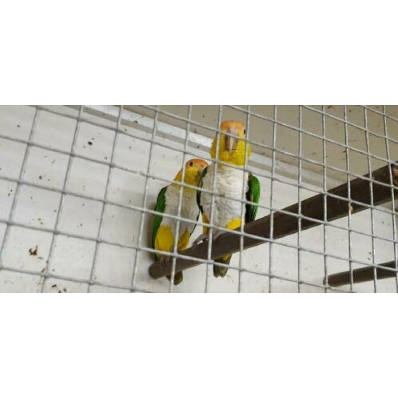 Roestkop caique natuurbroed 2019