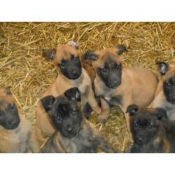 Te koop Hollandse/Mechelse herder pups