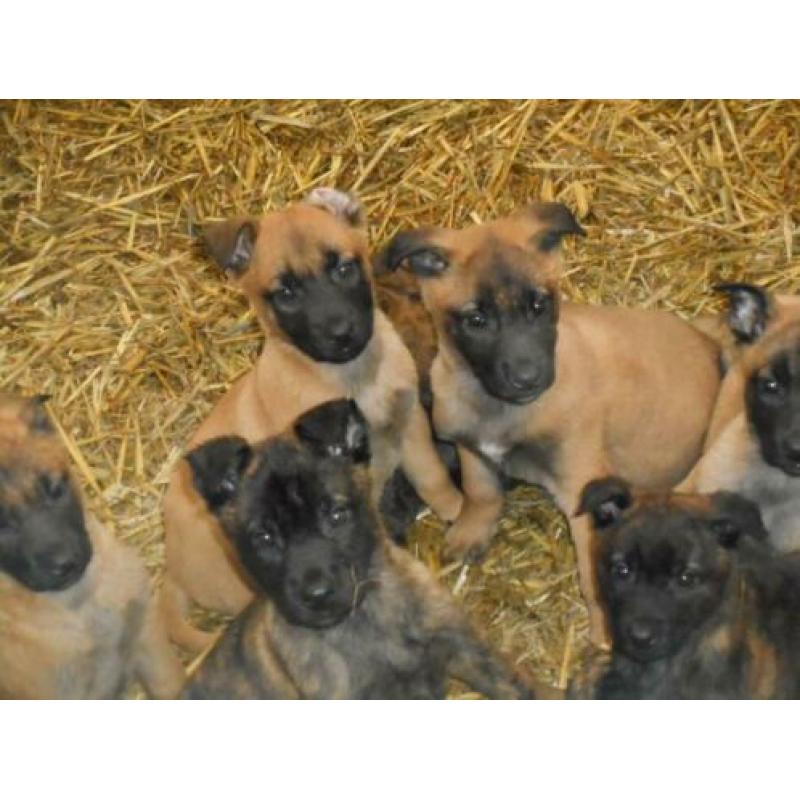 Te koop Hollandse/Mechelse herder pups