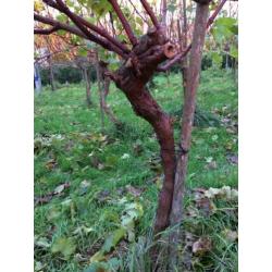 Wijnstokken/druivenplanten