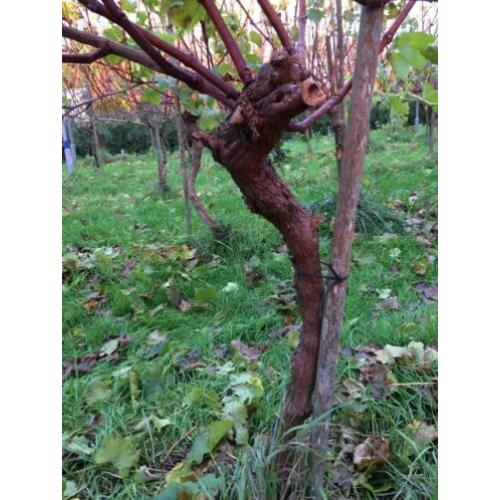 Wijnstokken/druivenplanten
