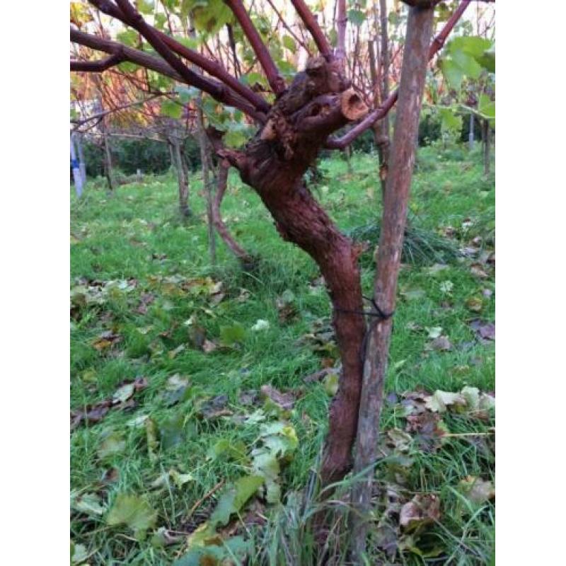 Wijnstokken/druivenplanten