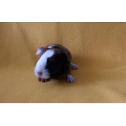 4 prachtige cavia’s gladharig maar rex dragend