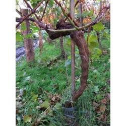 Wijnstokken/druivenplanten